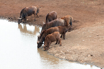 Fototapeta na wymiar Cape Buffalo herd drinking at waterhole in South Africa RSA