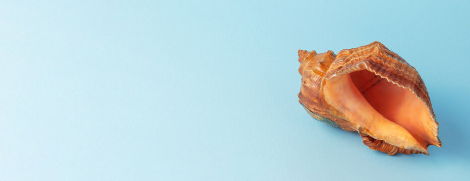 Seashell on Beautiful Background by Color of Calm Sea or Ocean color. Summer, Vacation and Travel Concept photo.
