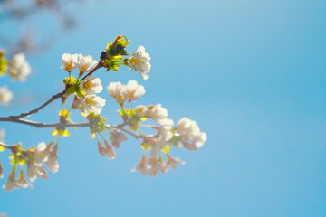 美しく咲く満開の桜