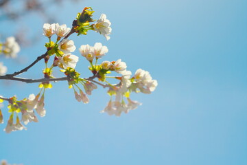 美しく咲く満開の桜