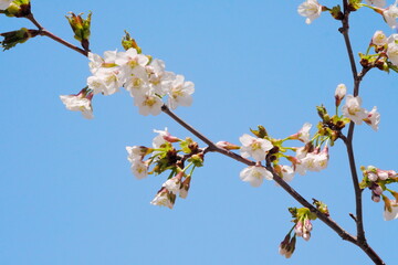 美しく咲く満開の桜