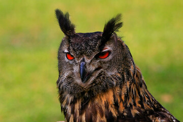 Greifvögel