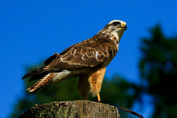 Greifvögel
