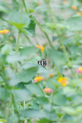 butterfly on a flower