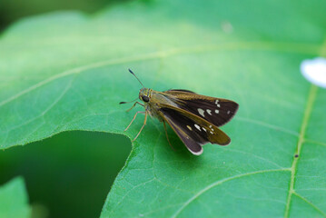butterfly on leaf