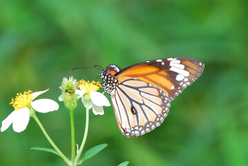 butterfly on flower