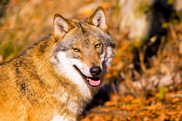 Fototapeta premium Wolf