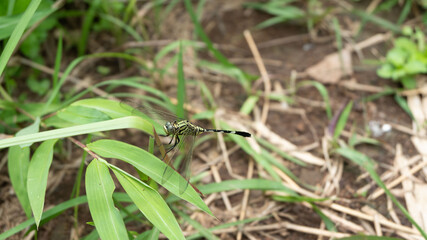 dragonfly insects perched on the grass in early summer