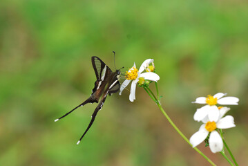 butterfly on a flower