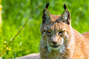 Obraz premium Luchs