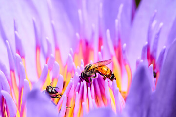 Honey bee keeping the nectar from the tassel of the lotus