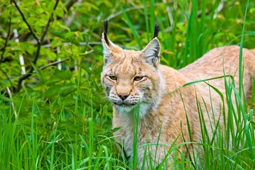 Papier peint photo  Luchs  © Harald Tedesco
