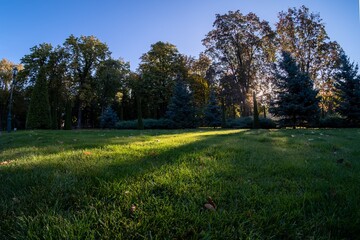 Park grass green nature tree. bright plant