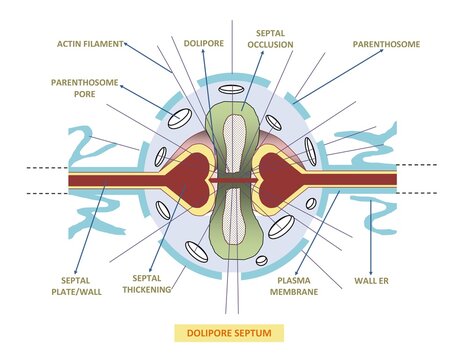 DIAGRAM SHOWING DIFFERENT PARTS OF DOLIPORE SEPTUM OF BASIDIOMYCETES OR MUSHROOMS