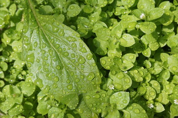 Water droplets on the leaves