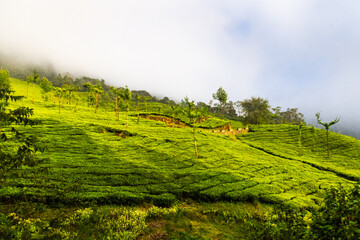Spectacular Tea Estate View in Mountain Hill Munnar