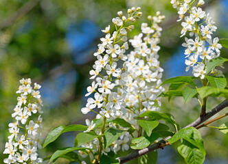 Blühende Traubenkirsche, Prunus padus, im Frühling