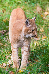 Fototapeta premium Luchs
