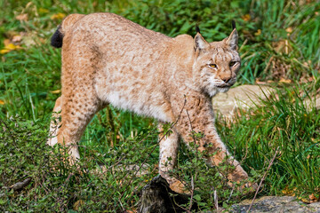 Fototapeta premium Luchs