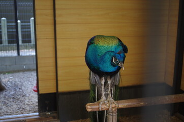 Obraz premium Peacock sitting on a perch kyoto Japan