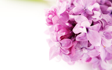 Banner Blooming sprig of lilac flowers on light background, top view, copy space