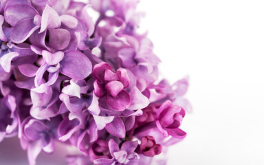 Banner beautiful flowers lilac on light background, top view, copy space. Spring floral background