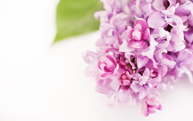Obraz premium Lilac flowers banner on light background, top view, copy space. Spring floral background