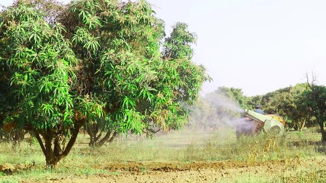 Farmer is spraying mango trees with tractor,insecticide application with a spraying machine on a mango tree,Mango cultivation,spraying in the mango orchard