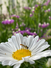 Obraz premium 花と虫