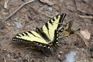 Butterflies On The Ground, Jasper National Park, Alberta
