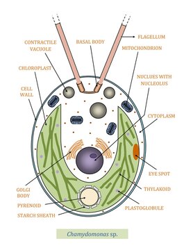DIAGRAM SHOWING DIFFERENT PARTS OF CHLAMYDOMONAS CELL