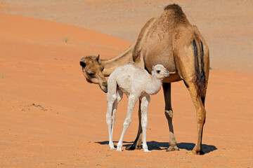 A camel with a young calve on a desert sand dune, Arabian Peninsula.