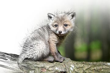 Hand drawing and photography red fox combination. Sketch graphics animal mixed with photo