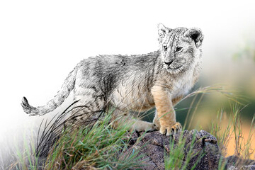 Hand drawing and photography lion combination. Sketch graphics animal mixed with photo