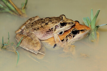 A pair of plain grass frogs (Ptychadena anchietae) mating in shallow water, South Africa.