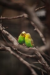amor animal