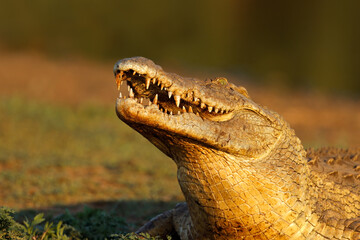 Portrait of a large Nile crocodile (Crocodylus niloticus) with open jaws, Kruger National Park, South Africa.
