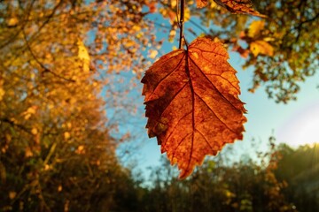Orange autumn fall season yellow. tree plant