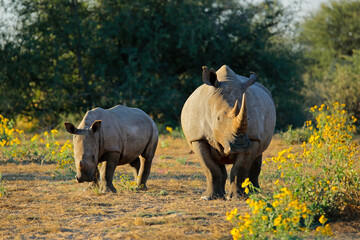 White rhinoceros (Ceratotherium simum) with calf in natural habitat, South Africa.
