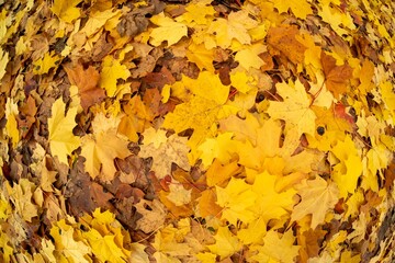 Colorful nature foliage autumn background. red orange