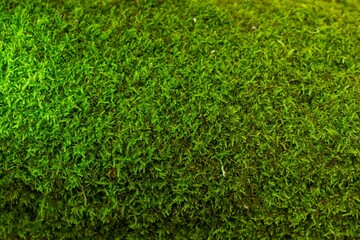Grass background green lawn texture. meadow recreation