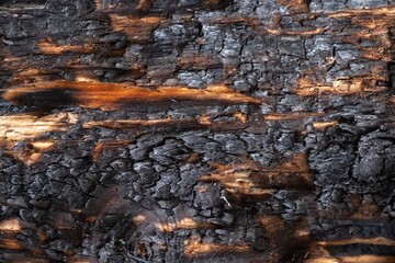 Burnt texture wood charcoal background. coal hardwood