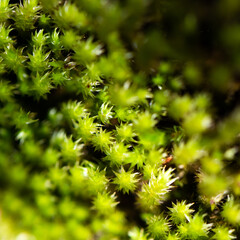 Green moss macro shot
