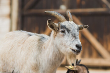 A beautiful brown and white goat in a zoo in Jerusalem