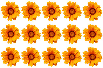 set of treasure flowers vector illustration, Gazania linearis or treasure flowers on white background. Yellow flower pattern on a white background.