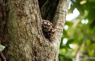 Mono nocturno - Aotus sp.