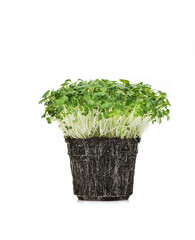 microgreen watercress  n white background.  Clean food, diet, detox and healthy food concept