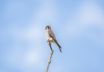 Falco sparverius