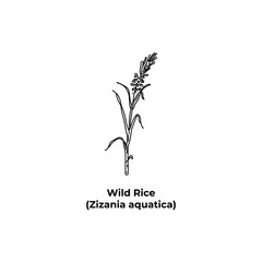 Aquatic plant Wild Rice, Zizania aquatica, sketch
