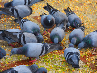 Flock of grey pigeons eating grains and pulses, in Delhi.